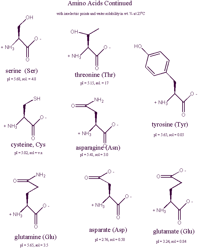 Amino Acid Structures at Physiological pH (continued)