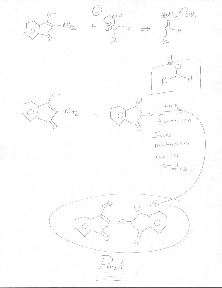 Mechanism: Reaction of Amino Acids with Ninhydrin